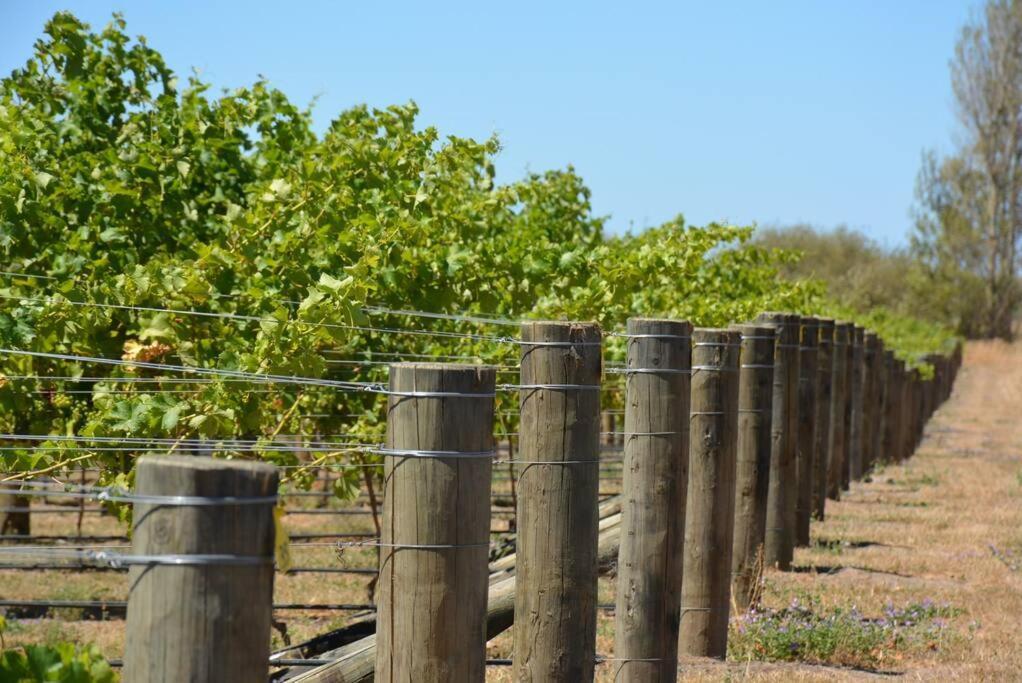 Ddog Vineyard & Bnb Renwick Exteriör bild