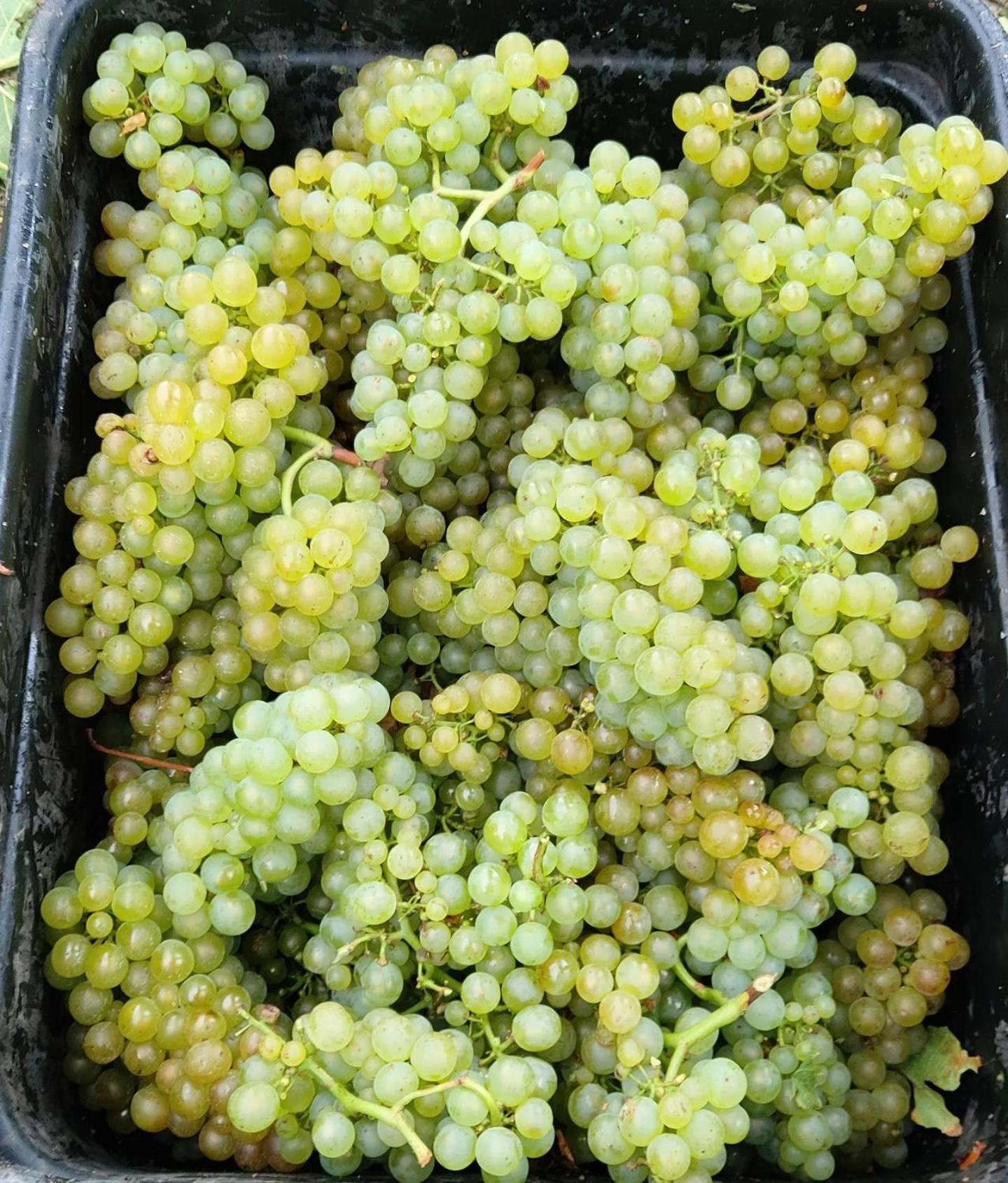 Ddog Vineyard & Bnb Renwick Exteriör bild