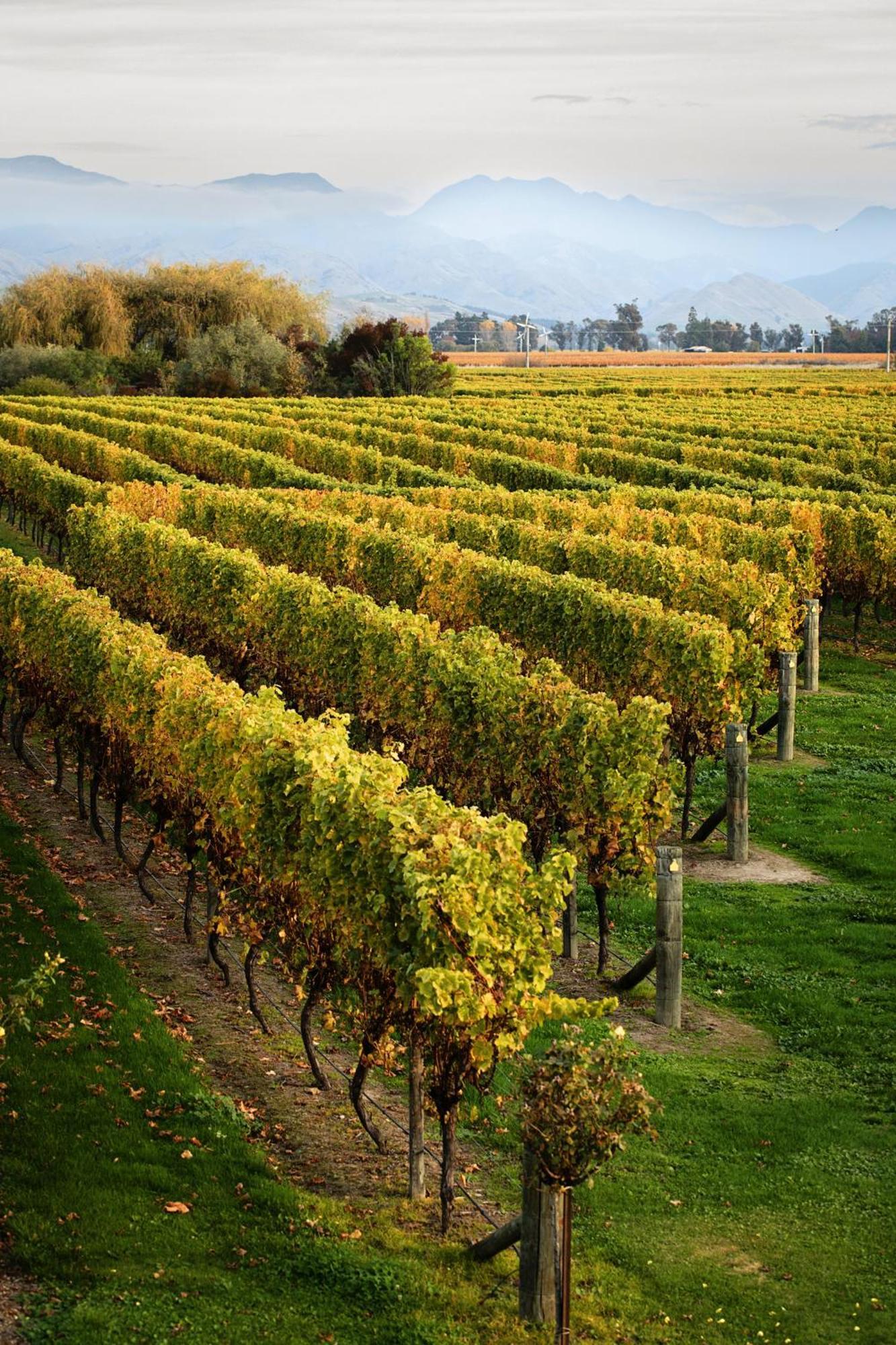 Ddog Vineyard & Bnb Renwick Exteriör bild